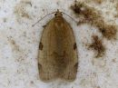 Tiedostonimi=Lozotaenia_forsterana_isorullakaariainen_IMG_5208.jpg
Tiedostokoko=83kt
Koko=600x450
Lisätty=13.04.2018 Lozotaenia_forsterana_isorullakaariainen_IMG_5208.jpg
