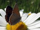 Lycaena_hippothoe_ketokultasiipi_IMG_2392.jpg