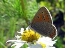 Lycaena_hippothoe_ketokultasiipi_IMG_2655.jpg