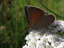 Lycaena_hippothoe_ketokultasiipi_IMG_4569.jpg