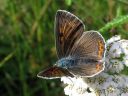 Lycaena_hippothoe_ketokultasiipi_IMG_4571.jpg