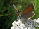 Lycaena_hippothoe_ketokultasiipi_IMG_4573.jpg