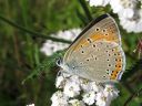 Lycaena_hippothoe_ketokultasiipi_IMG_4574.jpg