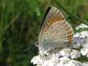 Lycaena_hippothoe_ketokultasiipi_IMG_4575.jpg