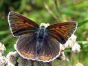 Lycaena_hippothoe_ketokultasiipi_IMG_4579.jpg