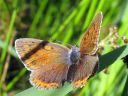 Tiedostonimi=Lycaena_hippothoe_ketokultasiipi_IMG_5213.jpg
Tiedostokoko=80kt
Koko=600x450
Lisätty=12.03.2013 Lycaena_hippothoe_ketokultasiipi_IMG_5213.jpg