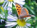 Lycaena_phlaeas_pikkukultasiipi_IMG_0027.jpg