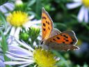 Lycaena_phlaeas_pikkukultasiipi_IMG_0028.jpg