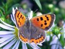 Lycaena_phlaeas_pikkukultasiipi_IMG_0032.jpg