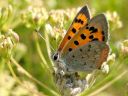 Lycaena_phlaeas_pikkukultasiipi_IMG_1885.jpg