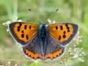 Lycaena_phlaeas_pikkukultasiipi_IMG_1889.jpg