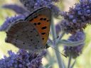 Lycaena_phlaeas_pikkukultasiipi_IMG_3490.jpg