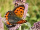 Tiedostonimi=Lycaena_phlaeas_pikkukultasiipi_IMG_3492.jpg
Tiedostokoko=70kt
Koko=600x450
Lisätty=27.02.2011 Lycaena_phlaeas_pikkukultasiipi_IMG_3492.jpg