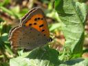 Lycaena_phlaeas_pikkukultasiipi_IMG_4496.jpg