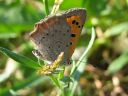 Lycaena_phlaeas_pikkukultasiipi_IMG_4497.jpg