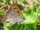 Lycaena_phlaeas_pikkukultasiipi_IMG_4499.jpg