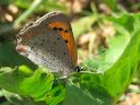 Lycaena_phlaeas_pikkukultasiipi_IMG_4500.jpg