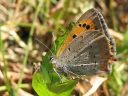 Lycaena_phlaeas_pikkukultasiipi_IMG_4502.jpg