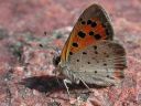 Lycaena_phlaeas_pikkukultasiipi_IMG_7078.jpg