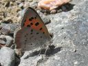 Lycaena_phlaeas_pikkukultasiipi_IMG_7082.jpg