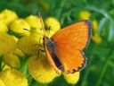 Lycaena_virgaureae_loistokultasiipi_IMG_0835.jpg