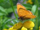 Lycaena_virgaureae_loistokultasiipi_IMG_0836.jpg