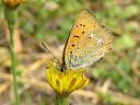 Lycaena_virgaureae_loistokultasiipi_IMG_2251.jpg