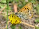 Lycaena_virgaureae_loistokultasiipi_IMG_2252.jpg