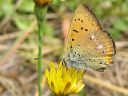 Lycaena_virgaureae_loistokultasiipi_IMG_2253.jpg