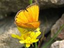 Lycaena_virgaureae_loistokultasiipi_IMG_2256.jpg