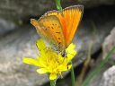 Lycaena_virgaureae_loistokultasiipi_IMG_2257.jpg