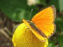 Lycaena_virgaureae_loistokultasiipi_IMG_2266.jpg