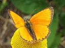 Lycaena_virgaureae_loistokultasiipi_IMG_2271.jpg