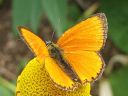 Lycaena_virgaureae_loistokultasiipi_IMG_2274.jpg