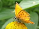 Lycaena_virgaureae_loistokultasiipi_IMG_2275.jpg