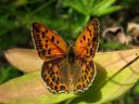 Lycaena_virgaureae_loistokultasiipi_IMG_2910.jpg