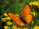 Lycaena_virgaureae_loistokultasiipi_IMG_2913.jpg