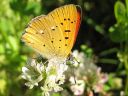 Lycaena_virgaureae_loistokultasiipi_IMG_3056.jpg