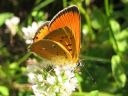 Lycaena_virgaureae_loistokultasiipi_IMG_3058.jpg