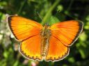 Lycaena_virgaureae_loistokultasiipi_IMG_3064.jpg