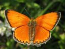 Lycaena_virgaureae_loistokultasiipi_IMG_3065.jpg