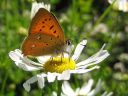 Lycaena_virgaureae_loistokultasiipi_IMG_3072.jpg