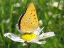 Lycaena_virgaureae_loistokultasiipi_IMG_3076.jpg