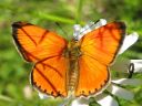 Lycaena_virgaureae_loistokultasiipi_IMG_3082.jpg