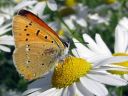 Lycaena_virgaureae_loistokultasiipi_IMG_5717.jpg