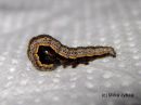 Lygephila_pastinum_larva_hakasvirnayokkonen_toukka_1_4_2017.jpg