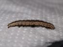 Lygephila_pastinum_larva_hakasvirnayokkonen_toukka_1_4_2017_28229.jpg