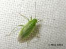 Lygocoris_rugicollis_kurttulude_12_6_2016.JPG