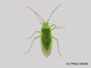 Lygocoris_rugicollis_kurttulude_13_6_2014.jpg