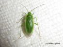 Lygocoris_rugicollis_kurttulude_5_7_2017.jpg